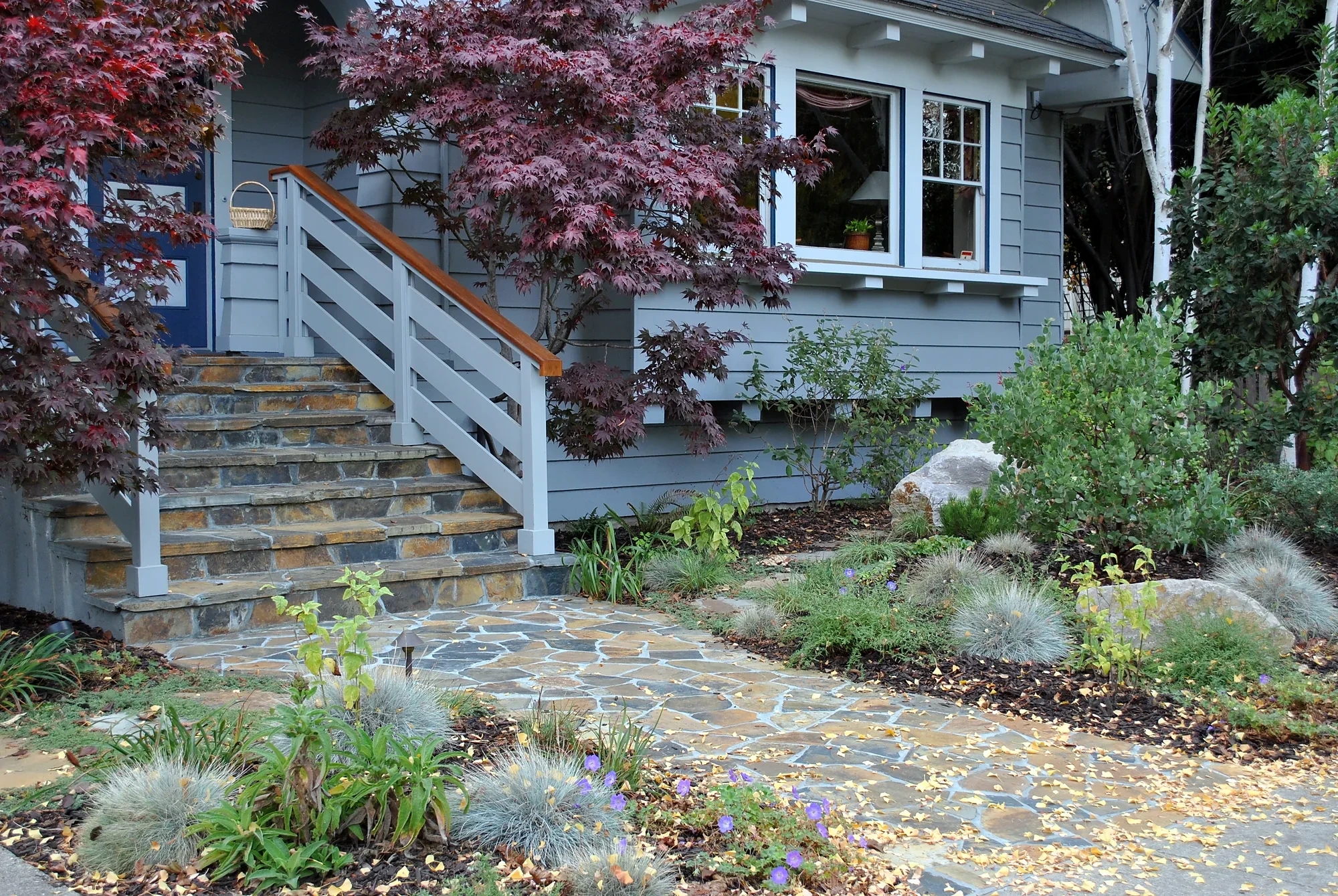 Palo Alto Craftsman entry — burgundy Japanese maples over a flagstone path through native planting
